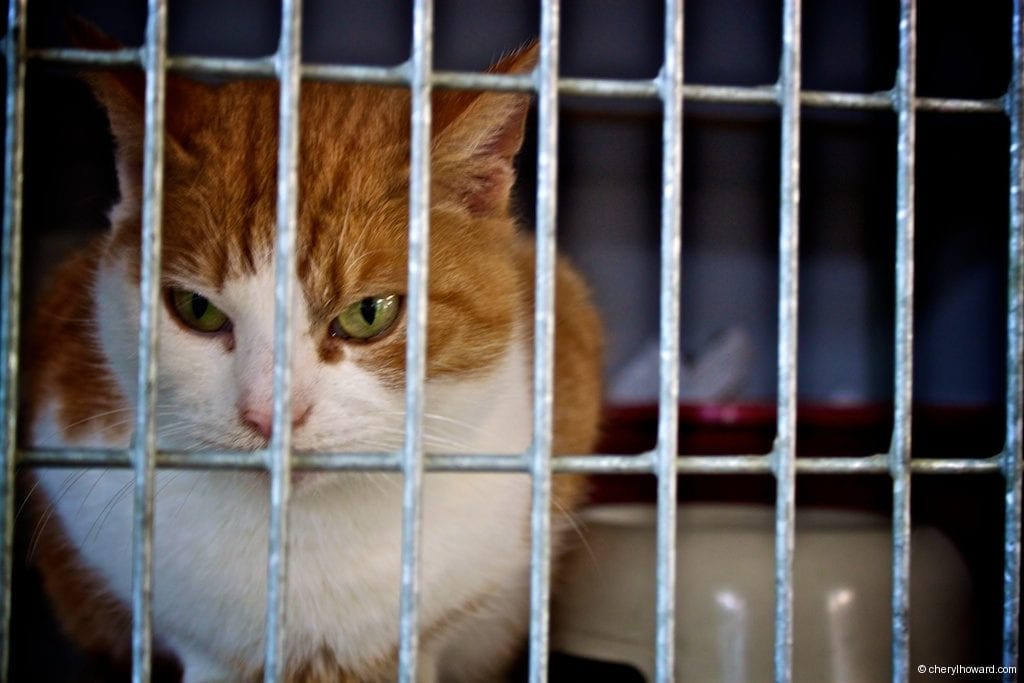 Cat Boat Amsterdam Cat Cage