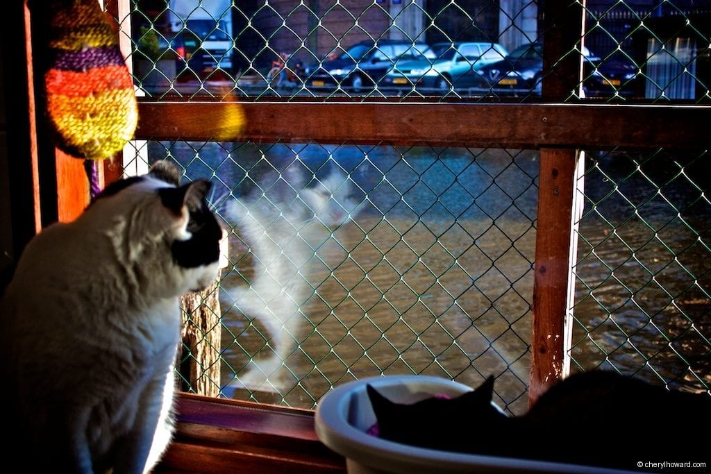 Cat Boat Amsterdam Cats Reflection