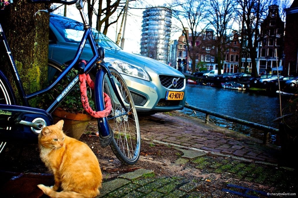 Cat Boat Amsterdam Orange Cat Outside