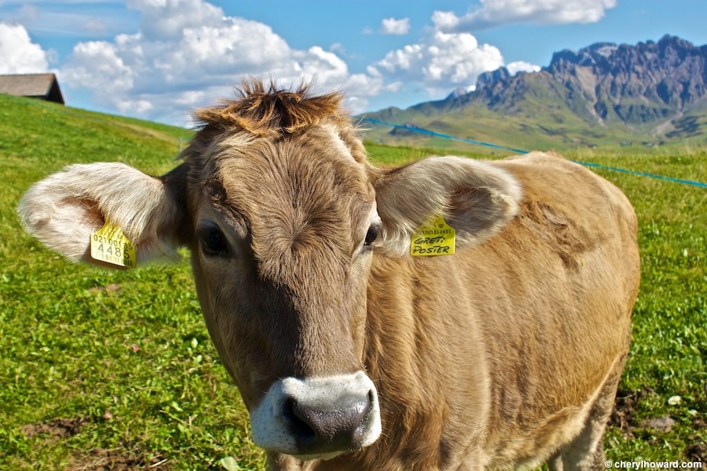 Alpe Di Siusi Moo