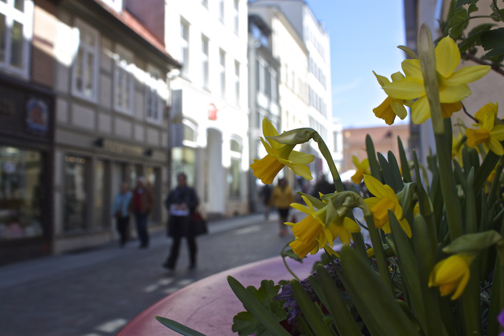Schwerin Photos - Flowers Along the Street