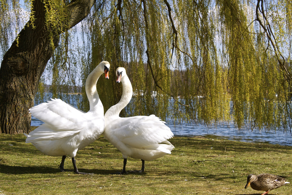 Schwerin Photos - Palace Swans at the Burggarten