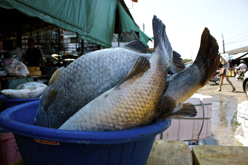 Markets in Trang Fish