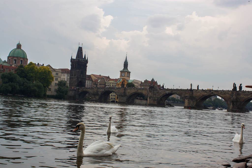 Prague Photos - River with Swans