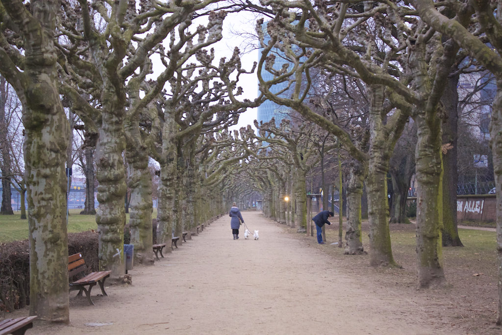 Frankfurt Photos - Museumsufer Trees Main River