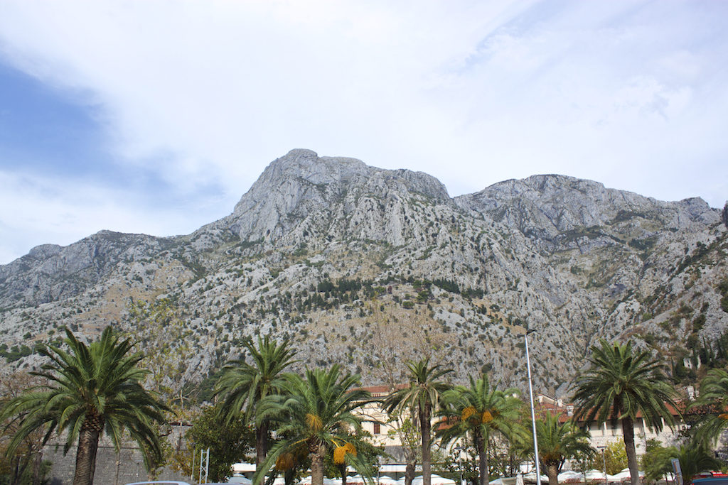 Kotor Montenegro - Palm Trees & Mountains