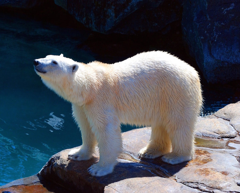 What You Need to Know Before You Travel to Canada - Polar Bear