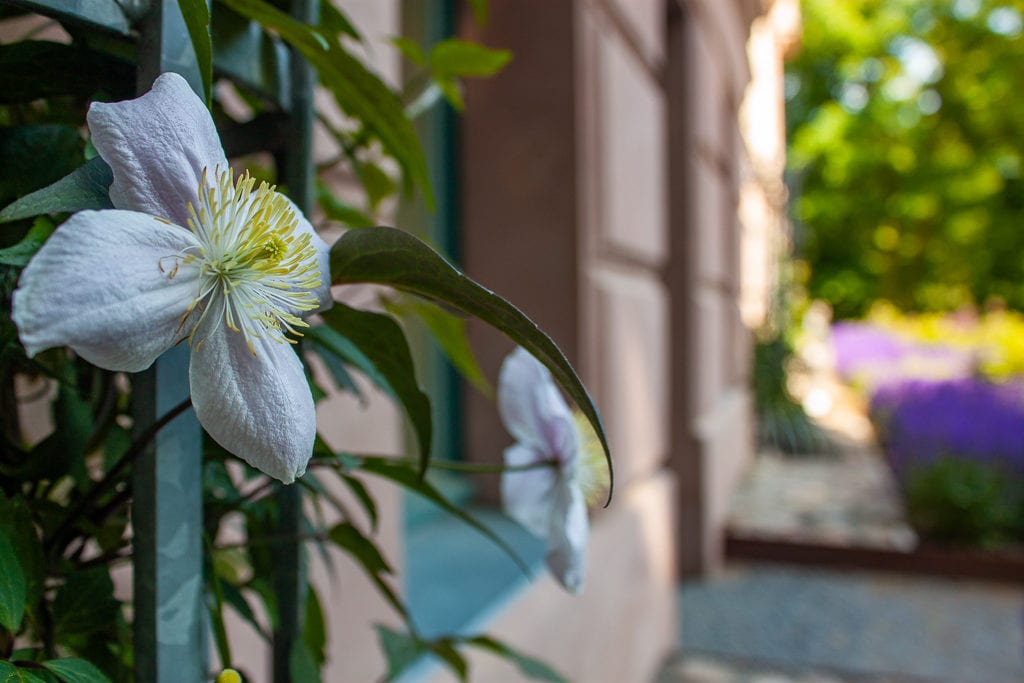 Schlosspark Biesdorf Berlin - White Flower