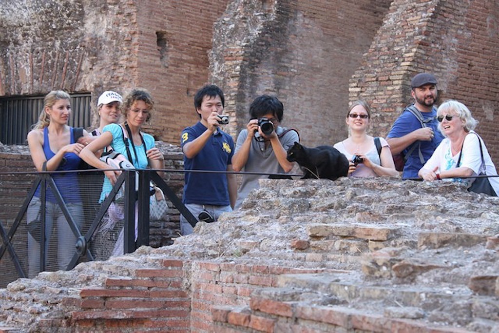 Yes, There Are Cats In the Roman Coliseum And They Live There