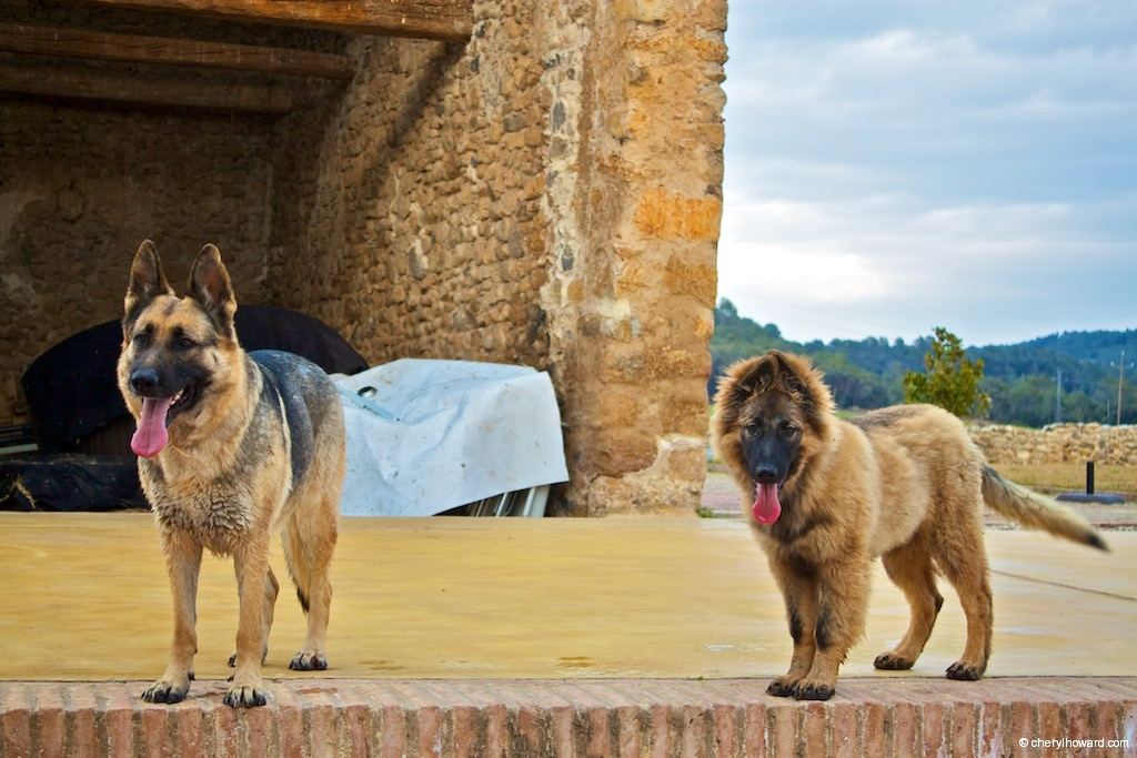 Dogs Of Spain