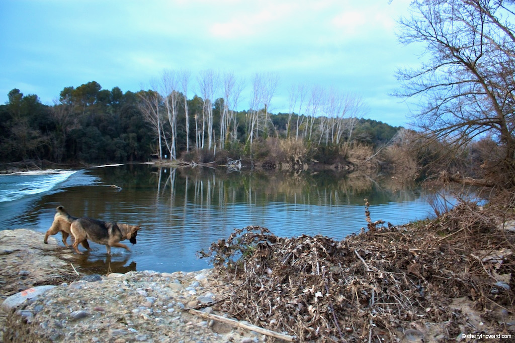 Dogs Playing In River Costa Brava