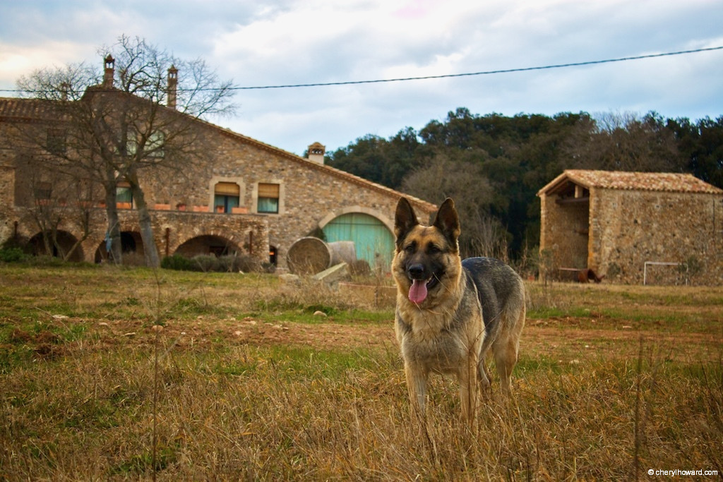 Dogs Spain