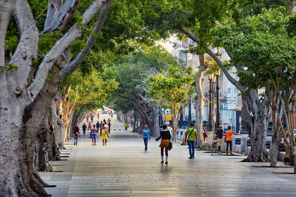 Havana Cuba Trees